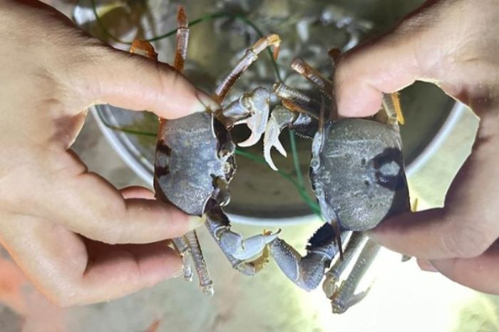 Cắm trại qua đêm ở Cù Lao Chàm có gì