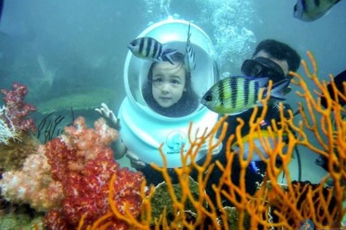 Đi bộ dưới biển Cù Lao Chàm