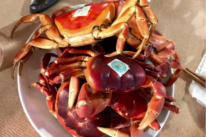 Mực một nắng Cù Lao Chàm